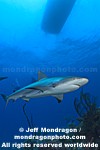 Caribbean Reef Shark photos