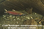 Coho Salmon photos