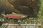 Coho Salmon images