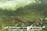 Coho Salmon images