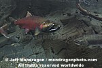 Coho Salmon images