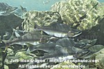 Pink Salmon photos