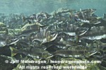 Pink Salmon images