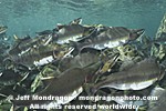 Pink Salmon photos