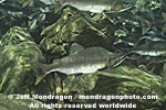 Pink Salmon images