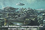 Pink Salmon Spawning images