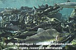 Pink Salmon Spawning images
