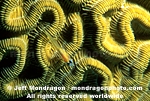 Peppermint Goby images