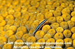 Neon Goby images