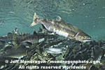 Pink Salmon Spawning images