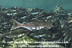 Pink Salmon Spawning pictures