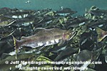 Pink Salmon Spawning photos