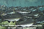 Pink Salmon Spawning images