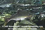 Pink Salmon Spawning pictures