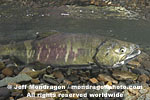 Chum Salmon pictures