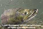 Chum Salmon photos