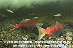 Sockeye Salmon photos
