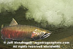 Coho Salmon pictures