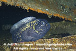 Prowfish images