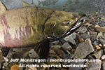Spawning Chum Salmon pictures