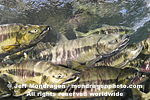 Spawning Chum Salmon images