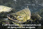 Spawning Chum Salmon pictures