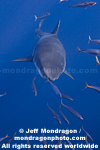 Great White Shark photos