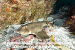 Horn Shark pictures