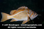 Canary Rockfish pictures