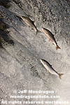 Sockeye Salmon pictures