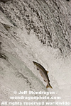Sockeye Salmon images