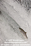 Sockeye Salmon photos