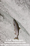 Sockeye Salmon photos