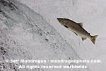 Sockeye Salmon pictures