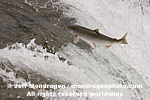 Sockeye Salmon pictures