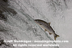 Sockeye Salmon pictures