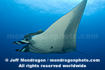 Giant Manta Ray pictures