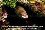 Goldentail Moray images