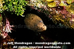 Goldentail Moray images