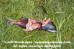 Sockeye Salmon Remains images