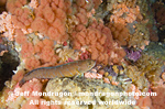 Alaska Ronquil images