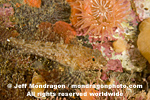 Sculpin photos