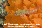 Sculpin images