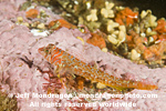 Longfin Sculpin images
