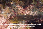 Rock Greenling photos