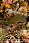 Giant Moray on Coral Reef pictures