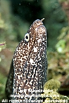 Reticulate Moray images