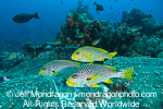 Ribbon Sweetlips and diagonal-banded swe pictures