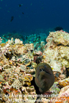 Giant Moray on Coral Reef photos