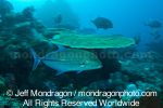 Bluefin trevally pictures